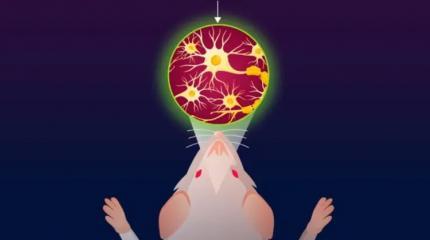 Мелатонин и его производные: ключ к улучшению памяти, утверждают ученые из Японии