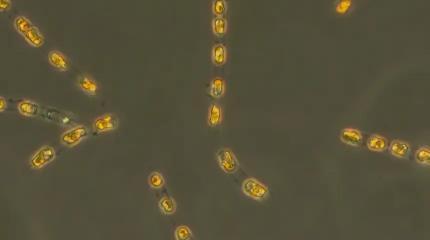 Экология воскрешения: учёные вернули к жизни водоросли возрастом 7000 лет