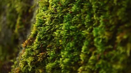 Зачем проект SynMoss выращивает мох с синтетическими генами