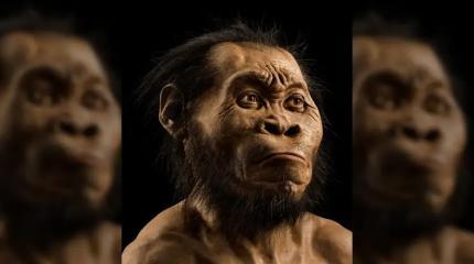 На 100 000 лет раньше людей: ученые рассказали, кто устроил первые похороны на планете