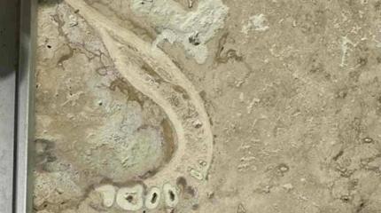 Стоматолог нашёл челюсть доисторического человека в отделке дома
