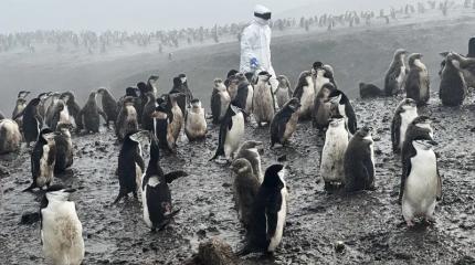 Учёные в Антарктиде отслеживают загадочный вирус, который может истребить пингвинов и других полярных животных