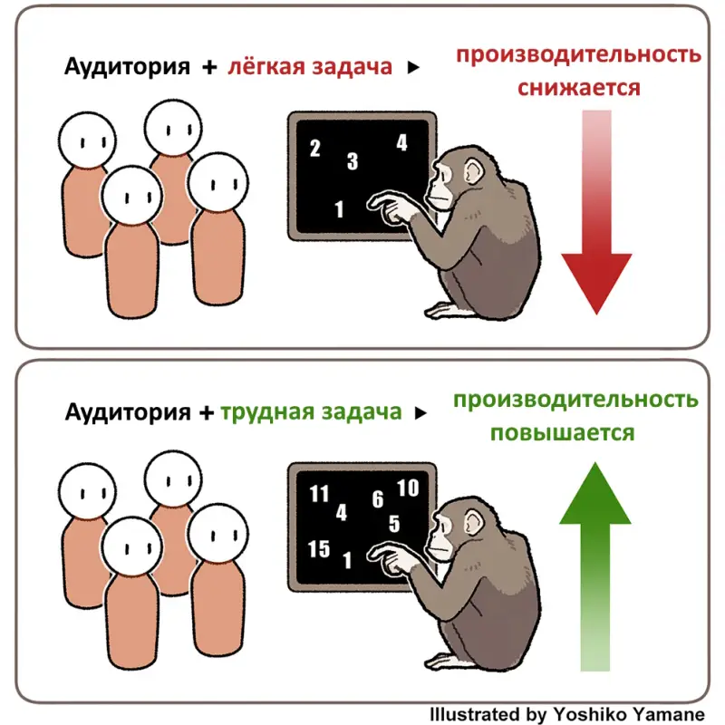 Феномен: при зрителях шимпанзе лучше решают трудные задачки