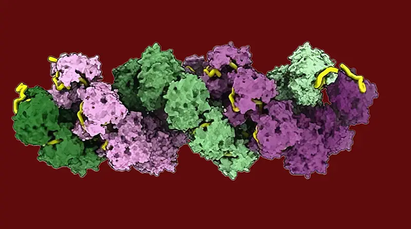 Дожить до весны: спустя 40 лет учёные взломали генетический код гриппа
